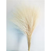 Goat's Beard Grass - BrazilCarnivalShop