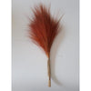 Goat's Beard Grass - BrazilCarnivalShop