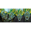 Brasil Cores - BrazilCarnivalShop